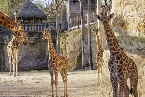 Plusieurs girafes, dont des jeunes, évoluent dans un enclos près de Saumur, en Pays de la Loire, France.