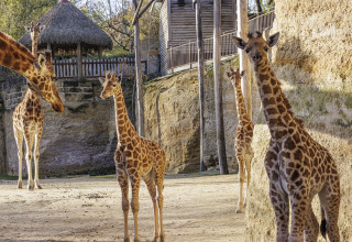 Meerdere giraffen, waaronder kalfjes, lopen rond in een verblijf nabij Saumur in Pays de la Loire, Frankrijk.