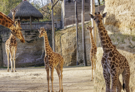 Meerdere giraffen, waaronder kalfjes, lopen rond in een verblijf nabij Saumur in Pays de la Loire, Frankrijk.