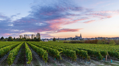 Weinberge bei Sonnenuntergang nahe Flower Camping L'Ile d'Offard, Pays de la Loire, Frankreich, mit Dorf im Hintergrund.