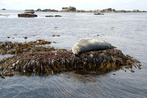 A seal rests on a seaweed-covered rock in the water at Flower Camping Cap Finistère, Brittany, France.