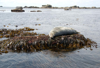 Een zeehond ligt op een met zeewier begroeide rots bij Flower Camping Cap Finistère in Bretagne, Frankrijk.