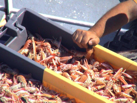 A person sorts through a box filled with fresh shrimp at Flower Camping Cap Finistère in Brittany, France.
