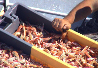 Une personne trie des crevettes fraîches dans une caisse au Flower Camping Cap Finistère en Bretagne, France.