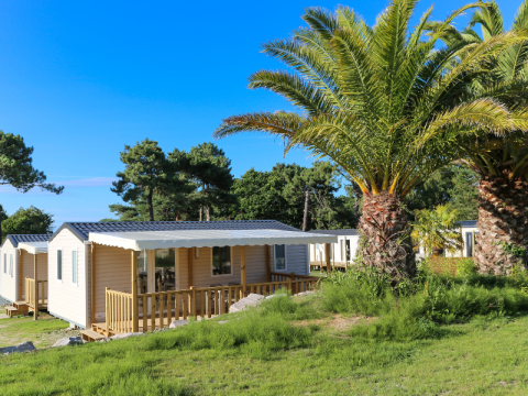 Casas móviles en Flower Camping Le Vieux Moulin en Bretaña, Francia, rodeadas de palmeras y vegetación.