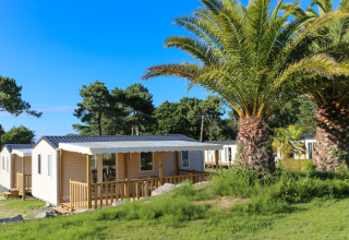 Mobilhomes i Flower Camping Le Vieux Moulin i Bretagne, Frankrig, omgivet af palmer og grøn natur.