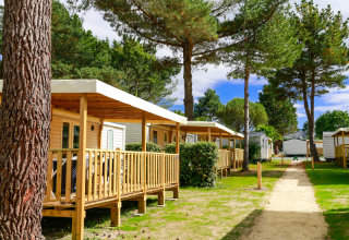 Feriehytter omgivet af fyrretræer på Flower Camping Le Vieux Moulin i Bretagne, Frankrig, med blå himmel.