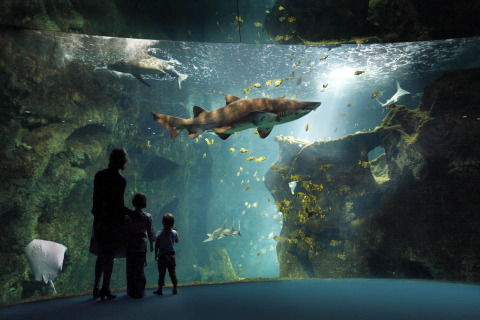 Una familia observa siluetas de tiburones y peces en un gran acuario cerca de Le Bois-Plage-en-Ré, Francia.
