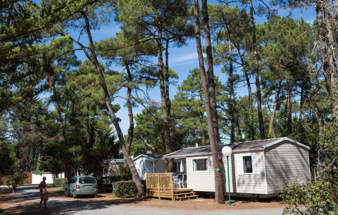 Casa móvil entre pinos en Flower Camping Les Dunes, Pays de la Loire, Francia, en un día soleado.