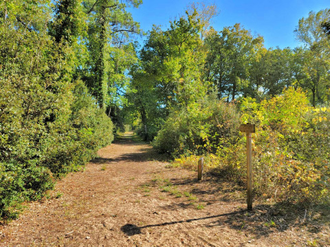 Woodland path near Longeville-sur-Mer, Pays de la Loire, France, lined with lush green trees and bushes.