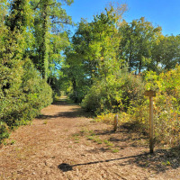 Skovsti nær Longeville-sur-Mer, Pays de la Loire, Frankrig, omgivet af frodige grønne træer og buske.