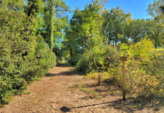 Sentier forestier près de Longeville-sur-Mer, Pays de la Loire, France, entouré d’arbres et de buissons verts.