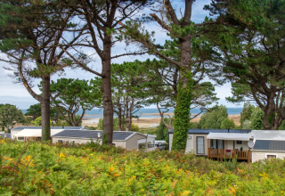 Mobilheime zwischen Pinien mit Blick auf das Meer im Flower Camping Port de la Chaîne, Bretagne, Frankreich.