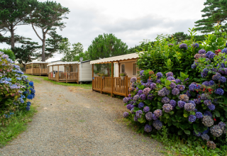 Casas móviles y arbustos de hortensias en flor en un sendero en Flower Camping Port de la Chaîne, Bretaña, Francia.