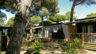 Glamping cabins with wooden decks surrounded by pine trees, offering a relaxing stay in nature’s shade.