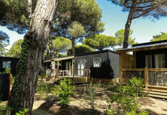 Hébergements glamping avec terrasse sous les pins, parfaits pour profiter d’un séjour confortable en plein air.