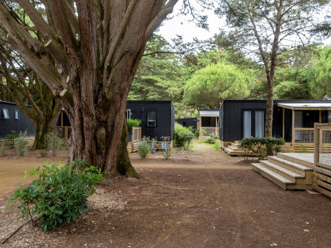 Cabañas modernas negras de un lodge rodeadas de árboles altos y caminos de tierra en un entorno natural.