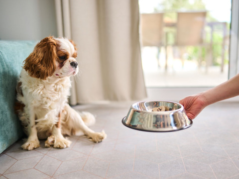 A dog sits on the cabin floor as someone offers a food bowl at Aminess Planet Camping Sirena, Croatia.