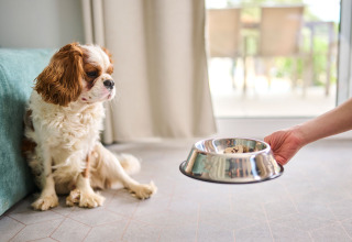 A dog sits on the cabin floor as someone offers a food bowl at Aminess Planet Camping Sirena, Croatia.