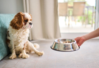 A dog sits on the cabin floor as someone offers a food bowl at Aminess Planet Camping Sirena, Croatia.