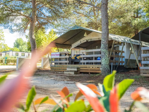 Tenda safari in campeggio tra alberi e natura, ambiente ombreggiato ideale per il relax.