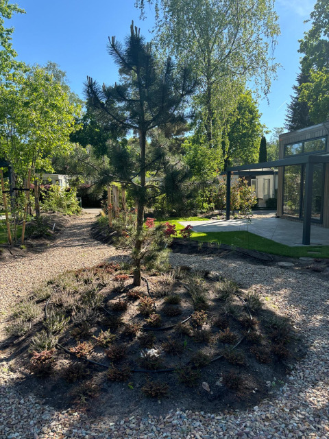 Garten mit Baum und Wegen im Sonnenschein bei Reeëndal Lodge im Veluwepark de Bosgraaf, Niederlande.