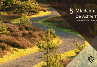 Een bochtig pad kronkelt door heide en dennen in Middenin De Achterhoek, een natuurgebied in Nederland.