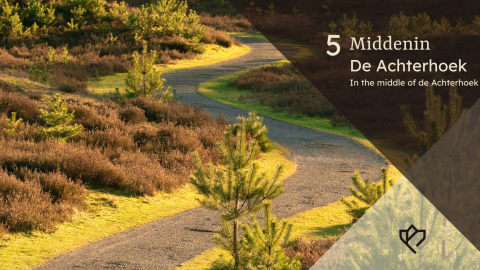 Een bochtig pad kronkelt door heide en dennen in Middenin De Achterhoek, een natuurgebied in Nederland.