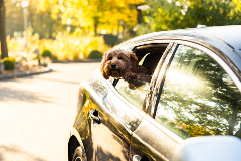 Un perro marrón asoma por la ventana de un coche en Wellness Lodge XL, Hof van Salland, Países Bajos, entre árboles otoñales.