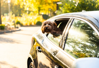 Un perro marrón asoma por la ventana de un coche en Wellness Lodge XL, Hof van Salland, Países Bajos, entre árboles otoñales.