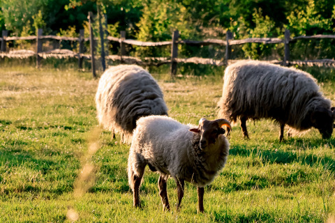 Tres ovejas pastando sobre un prado verde cerca de una cerca en un alojamiento glamping natural.