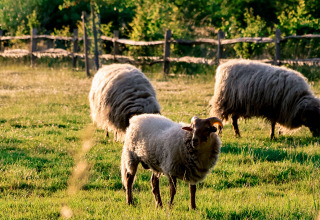 Trois moutons paissent sur une prairie verte près d’une clôture, dans un logement glamping nature.