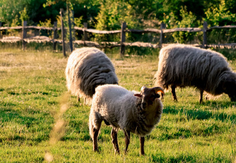 Drie schapen grazen op een groene weide bij een houten hek bij een glampingaccommodatie in de natuur.