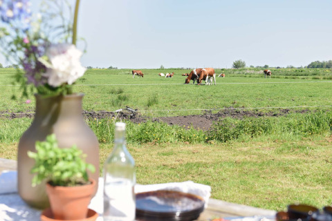 Uitzicht vanaf een tafel met bloemen en planten op grazende koeien in de wei bij Smûk Tent Huske.