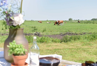 Vue depuis une table avec fleurs et plantes sur des vaches broutant dans un champ à Smûk Tent Huske, Pays-Bas.