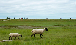 Two sheep graze on green grass near Yport, Normandy, France, while people walk in the background under clouds.