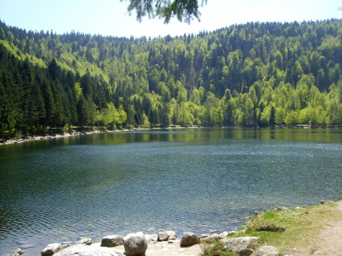 Lac paisible entouré de forêt verte près de Granges-Aumontzey, Grand Est, France, lors d'une journée ensoleillée.