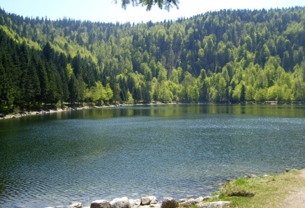 Rolig sø omgivet af frodige grønne skove nær Granges-Aumontzey, Grand Est, Frankrig, på en solskinsdag.