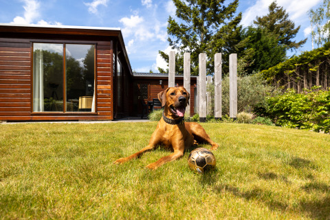 Dog relaxing on grass with a football in front of a modern glamping cabin on a bright sunny day.