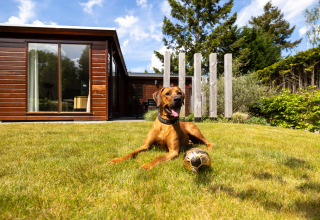 Hund slapper af med en bold på græsplænen foran en moderne glamping-hytte under en blå himmel.