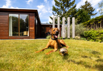 Hund slapper af med en bold på græsplænen foran en moderne glamping-hytte under en blå himmel.