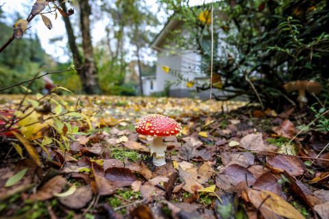 Een rood-witte paddenstoel op bosgrond met herfstblad, met een glampingverblijf op de achtergrond.