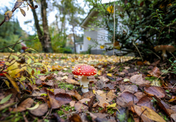 Ein Fliegenpilz auf waldbedecktem Boden mit Herbstlaub und einer Glamping-Unterkunft im Hintergrund.