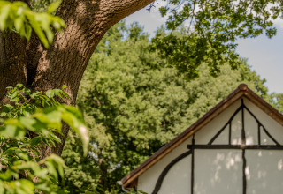 Uitzicht op boom en deel van Villa Lodge met jacuzzi bij Woodz Lodges in België, omringd door natuur.