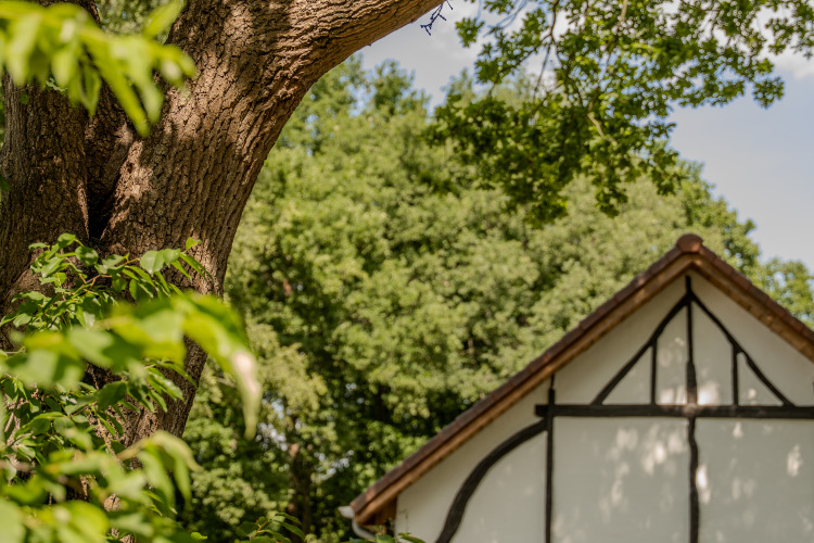 Blick auf Baum und Teil der Villa Lodge mit Jacuzzi bei Woodz Lodges in Belgien, von Natur umgeben.