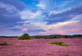 Campo de brezo morado con árboles verdes y cielo colorido en Zweedse Huisjes, Beloofde Land, Países Bajos.