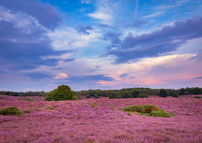 Paarse heidevelden met groene bomen en kleurrijke lucht bij Zweedse Huisjes op Beloofde Land, Nederland.