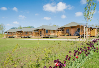 Tende safari al Camping Waddenzee, parco vacanze nel Noord-Holland, Paesi Bassi, con fiori e biciclette vicino.