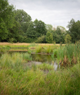 Zone humide entourée d’herbes hautes et d’arbres verts près de Raalte, Overijssel, Pays-Bas par temps couvert.