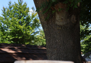 Koperen buitendouchekop bij Wellnest op Camping Vinkenhof in Nederland, omgeven door bomen.